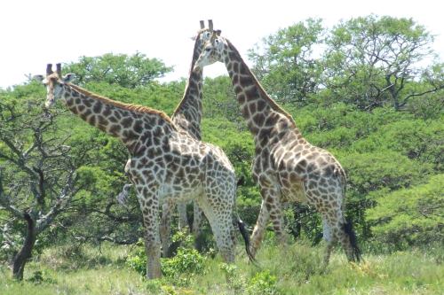 Inkwenkwezi (8)